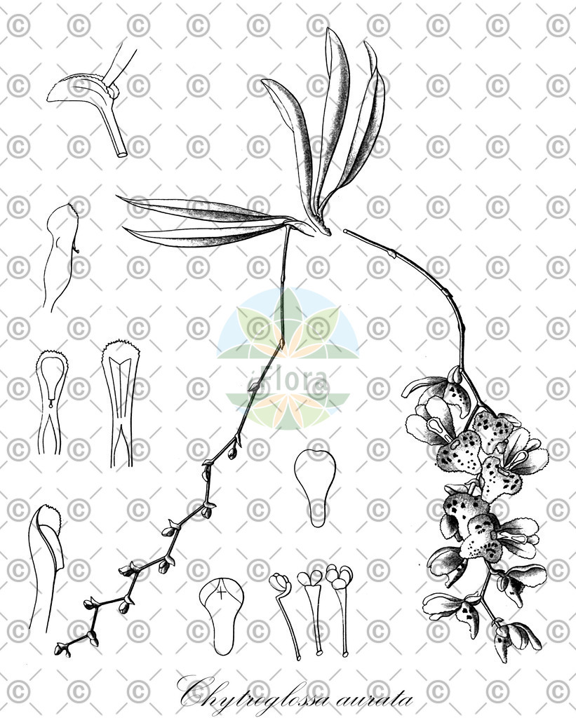 HistAbb_wfo-0001112855_1_ENZY_Simple | Historische Abbildung von Chytroglossa aurata - Orchidaceae | Historical Illustration of Chytroglossa aurata - Orchidaceae