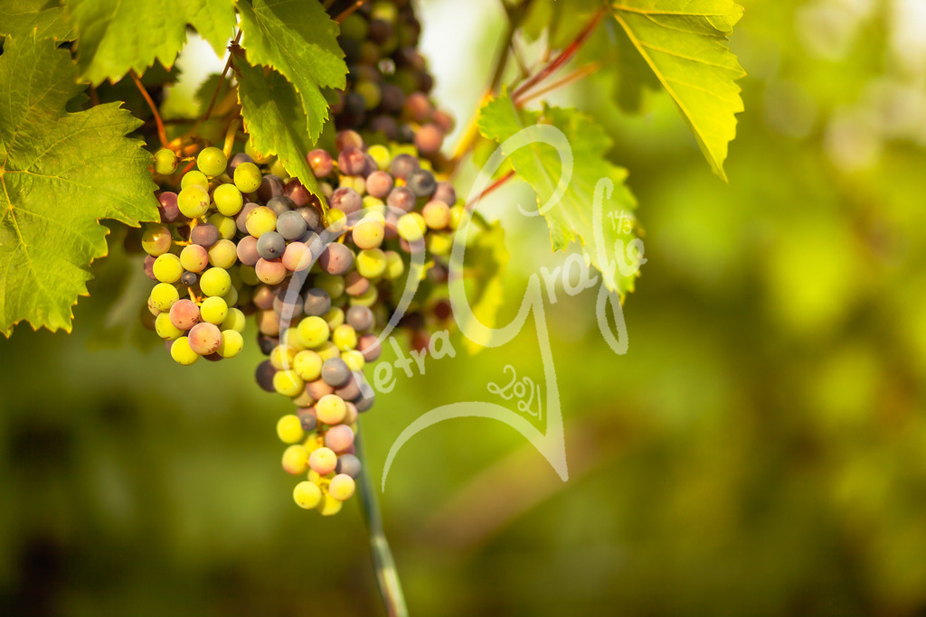 IMG_9663 | petragrafie - Realisiert mit Pictrs.com