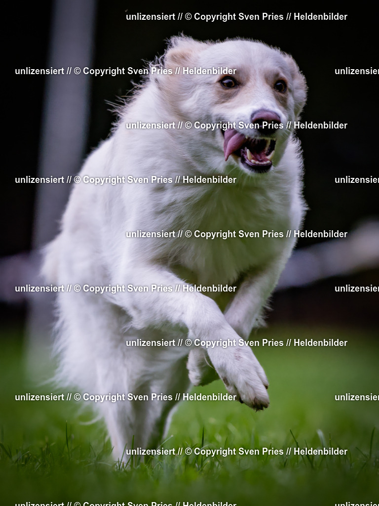 Sven Pries | 2024-10-19 - Hunderennen Ober-Grombach - Realisiert mit Pictrs.com