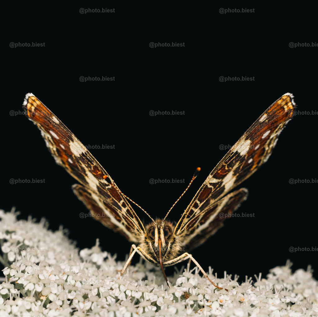 Abflug! | Ein Landkärtchen mit offenen Flügeln. - Realisiert mit Pictrs.com