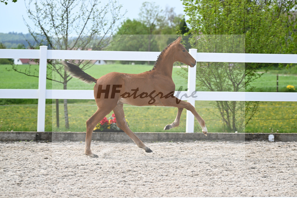 Kat-Nr. 15 HF La Vie x Pagalli_Haefele_23260453 | hf-fotografie - Realisiert mit Pictrs.com