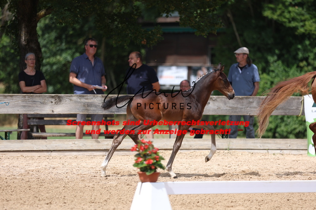 Fohlenschau_Schwäbisch_Hall_dressurbetonte_Fohlen_Goldring_KN 15_3 | lmwpictures - Realisiert mit Pictrs.com