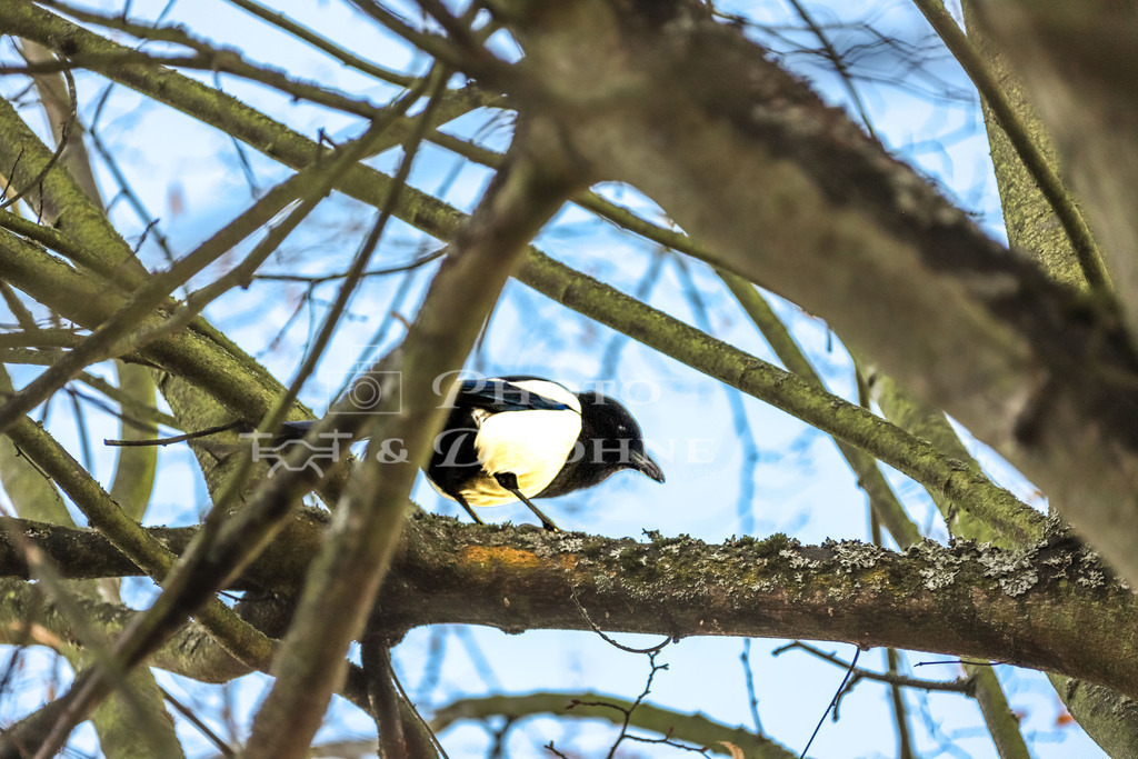 Elster-4331 | Eine Elster im Baum im hessischen Gladenbach. - Realisiert mit Pictrs.com