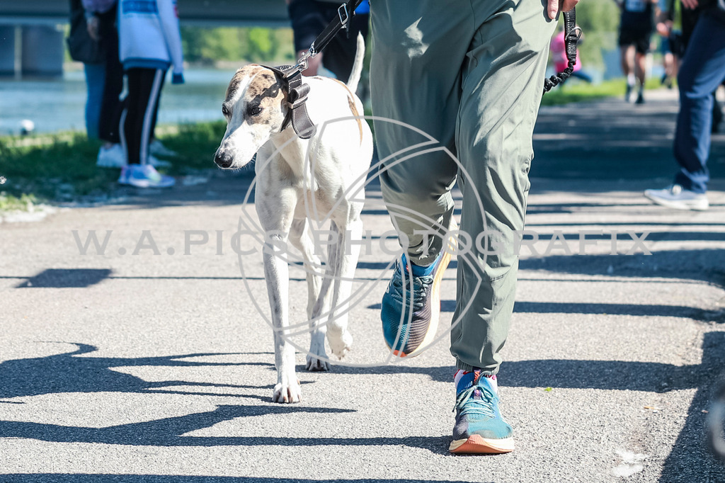 ..... | LINZ,AUSTRIA,27.April 25, Int. 3 Brückenlauf Linz  , Image shows: Photo: WAPICS / Manuel Binder