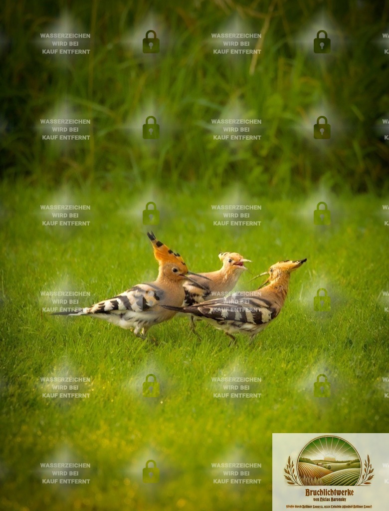 Familiengespräch | Professioneller Fotograf mit 10 Jahren Erfahrung. Landschafts- und Hochzeitsfotografie im Oderbruch. Workshops und beeindruckende Bilder für besondere Momente.