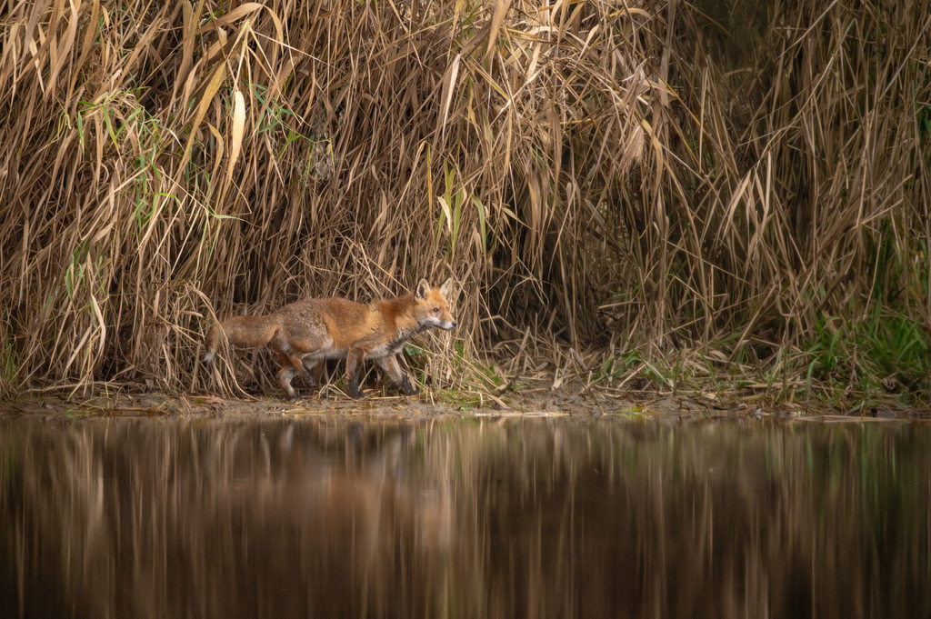 DSC_9676 | Ich bin Fotograf aus Neuburg an der Donau und spezialisiere mich auf Wildlife-Fotografie, Landschaftsaufnahmen und Portraits.Ob Hochzeit, Familienbilder oder Naturaufnahmen – ich fange echte Momente ein, die bleiben. 