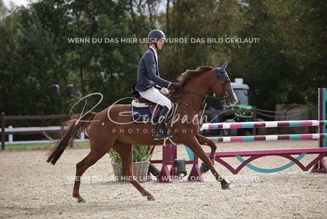 1J2A1165Marten Witt_ Ciara 118_ Kn226_ Havekost | Foto- und Videografie für alles rund ums Pferd. Hochwertige Bilder und Videos vom Spring- und Dressurreiten, Voltigieren & mehr. Jetzt aktuelle Veranstaltungen und Preise im Shop ansehen. - Realisiert mit Pictrs.com