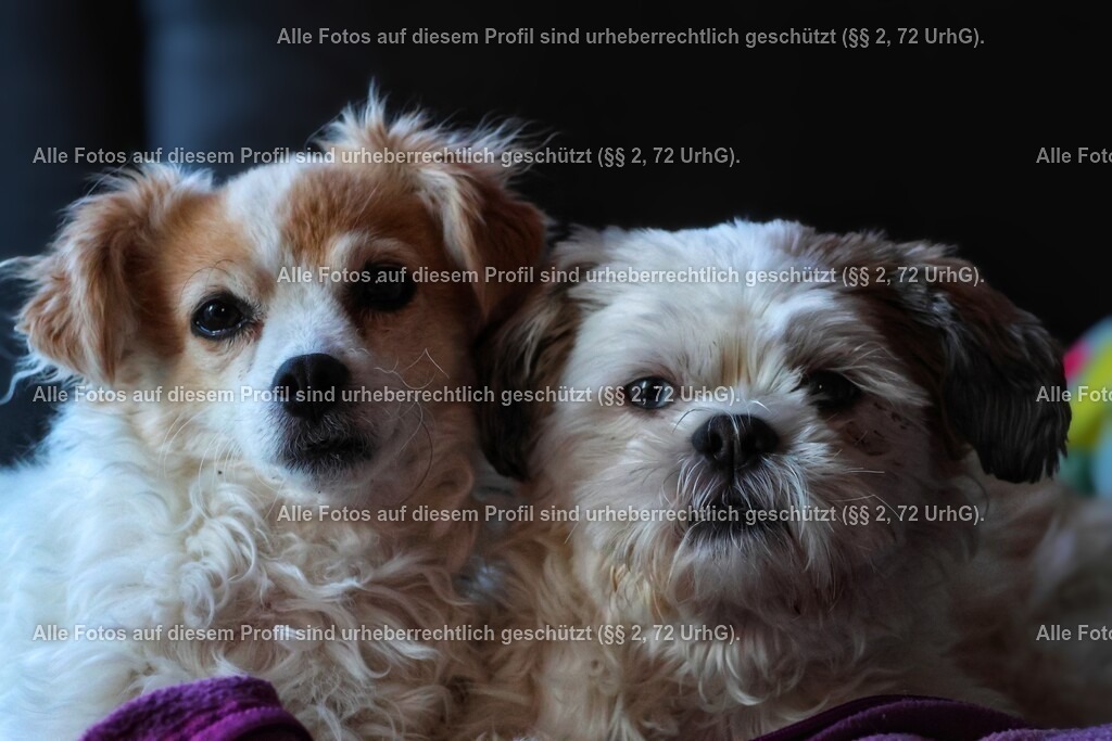 20240307173540_0C4A2611-01_2 | krollfotografie - Realisiert mit Pictrs.com