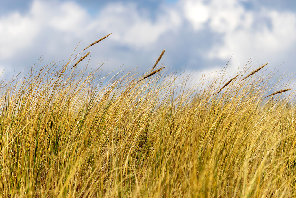 Wandbild: Strandhafer und Wolken in Weidefeld | Sanfte Farben und eine beruhigende Naturstimmung – dieses Wandbild bringt eine entspannte und stilvolle Atmosphäre in medizinische Einrichtungen. Der Strandhafer mit seinen Ähren auf der Düne bildet einen natürlichen Akzent, während der bewölkte Himmel in verschiedenen Grautönen eine ruhige Weite schafft. Die harmonische Lichtstimmung ist ideal für Wartezimmer, Behandlungsräume oder Empfangsbereiche, die Gelassenheit und Wohlbefinden fördern sollen - Realisiert mit Pictrs.com
