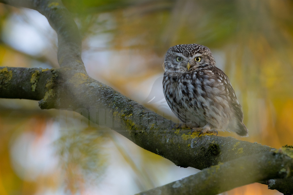 R5M24682_20260430 | Ein Steinkauz (Athene noctua) sitzt auf einem dicken, mit gelben Flechten bewachsenen Ast. Der kleine Raubvogel hat ein braun-weiß geflecktes Gefieder und große, leuchtend gelbe Augen, mit denen er den Betrachter direkt ansieht. Der Hintergrund ist unscharf und in warmen Gelb- und Grüntönen gehalten. - Realisiert mit Pictrs.com