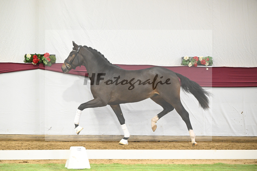 Kat-Nr. 53 Escanto PS x Dancier_Patrick Pongratz_47252005 | hf-fotografie - Realisiert mit Pictrs.com