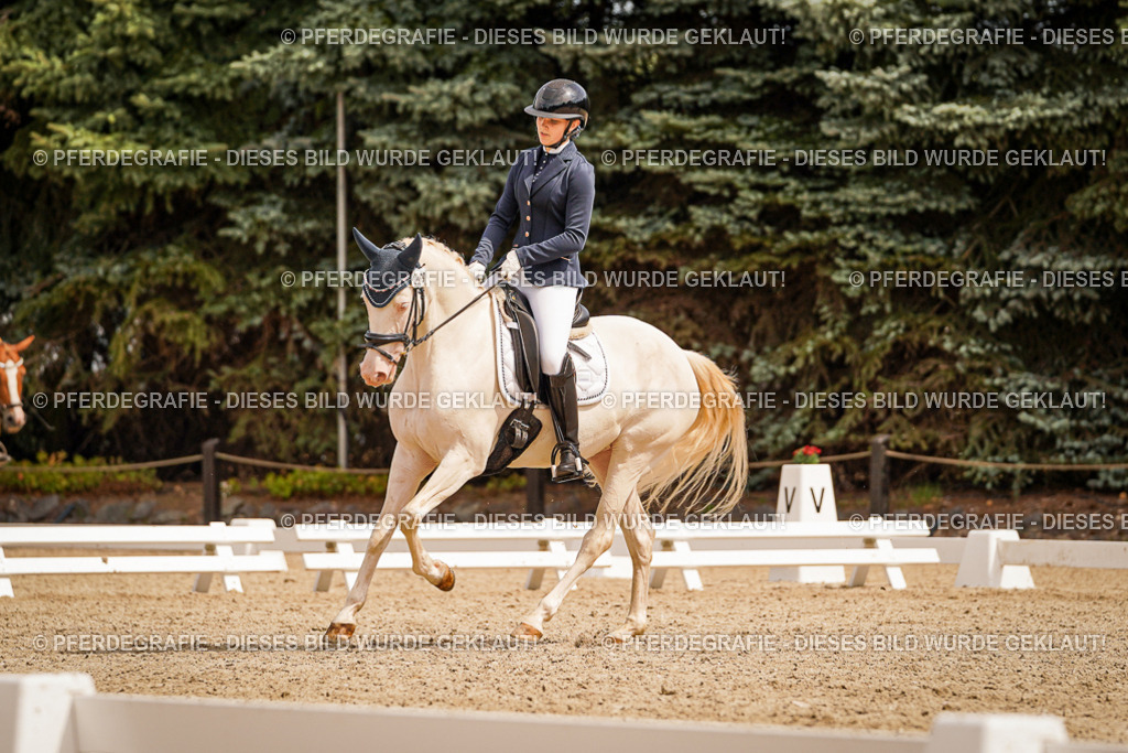 DSC01956 | Pferdegrafie