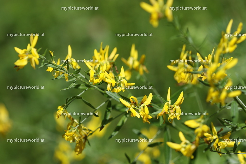 Färber-Ginster-003 | Das Bilderarchiv über Tiere, Planzen und Landschaften. In der Bilddatenbank finden Sie ein große Auswahl an hochwertigen Bilder für Ihre Werbung - Realized with Pictrs.com