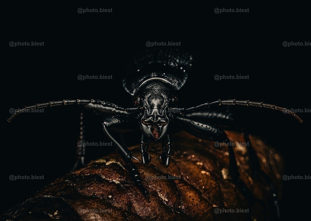 Out of the Black | Ein mehrere Zentimeter großer Lederlaufkäfer im Wald, welcher auf einem Tannenzapfen "posiert". - Realisiert mit Pictrs.com