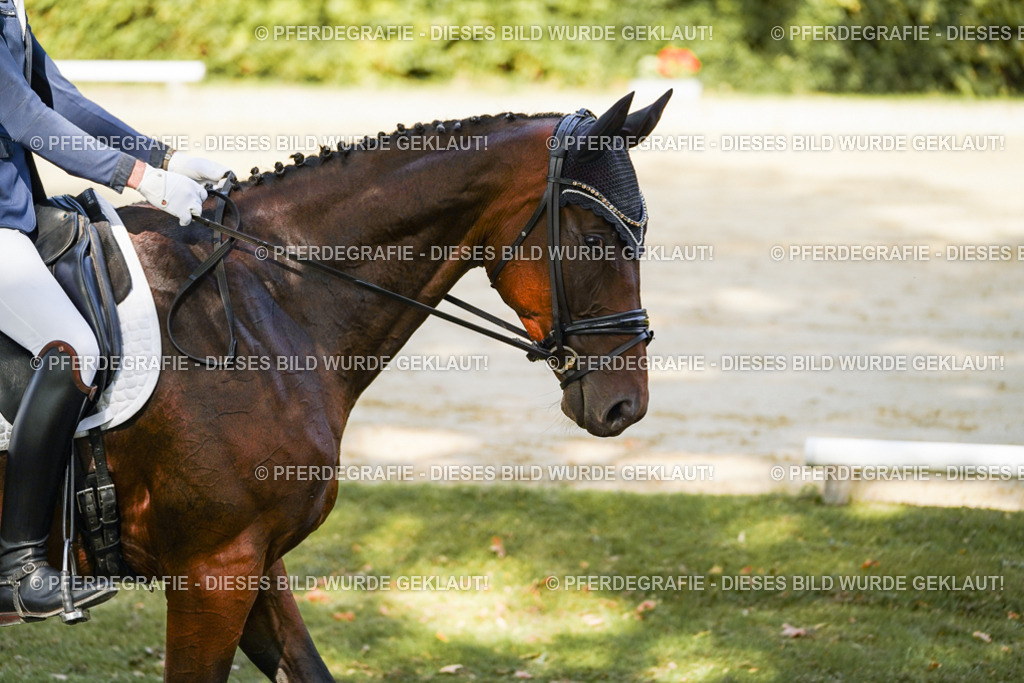 DSC08838 | Pferdegrafie