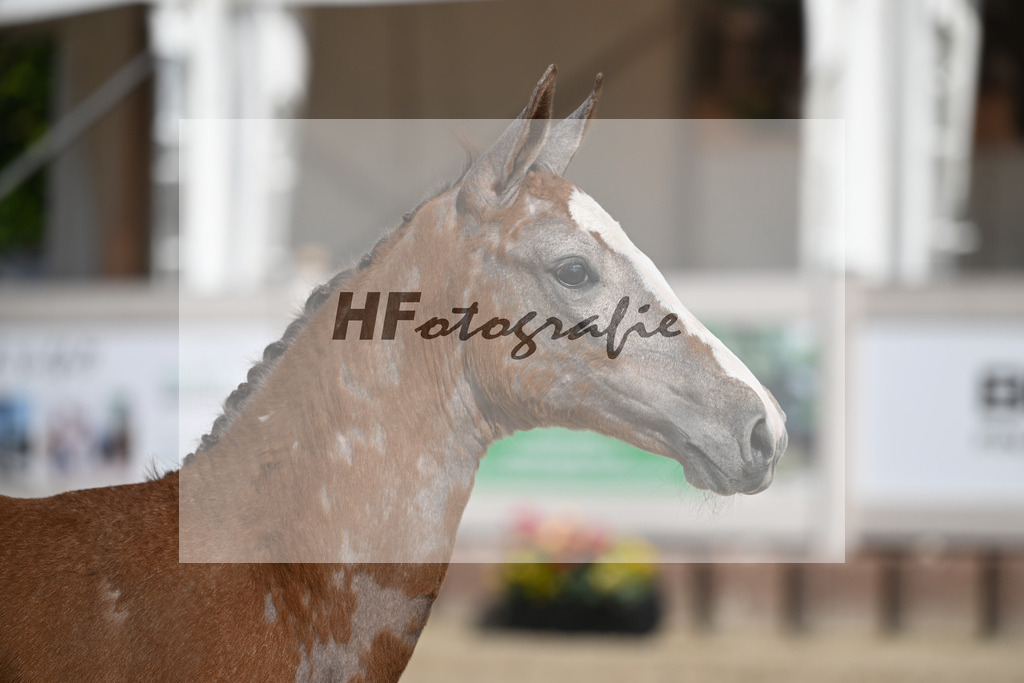 Agalord x C-Indoctro_SF_Diez_12250140 | hf-fotografie - Realisiert mit Pictrs.com