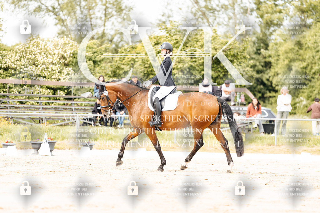 CK900921 | Turnierfotografie Pferdefotografie Trier Rheinland-Pfalz Pferdesport Reitsport Tierfotografie Sportfotografie Pferdevideo Pferdevideografie Equestrianvideography equestrianphotography  - Realisiert mit Pictrs.com