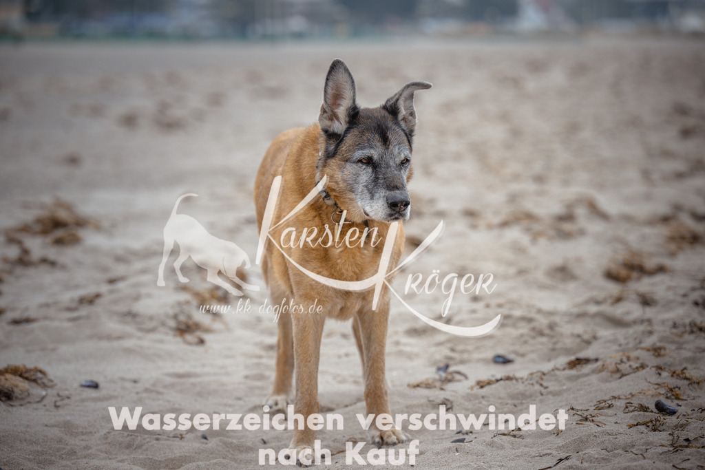 1036_ZZ95476 | kk-dogfotos