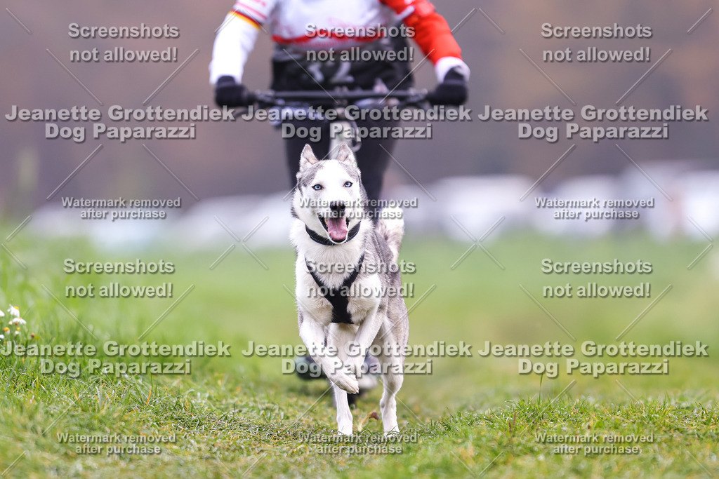 Dog Paparazzi - Visbeck 25 -314 | Dog Paparazzi Jeanette Grottendiek Fotografie & Videografie - Realisiert mit Pictrs.com