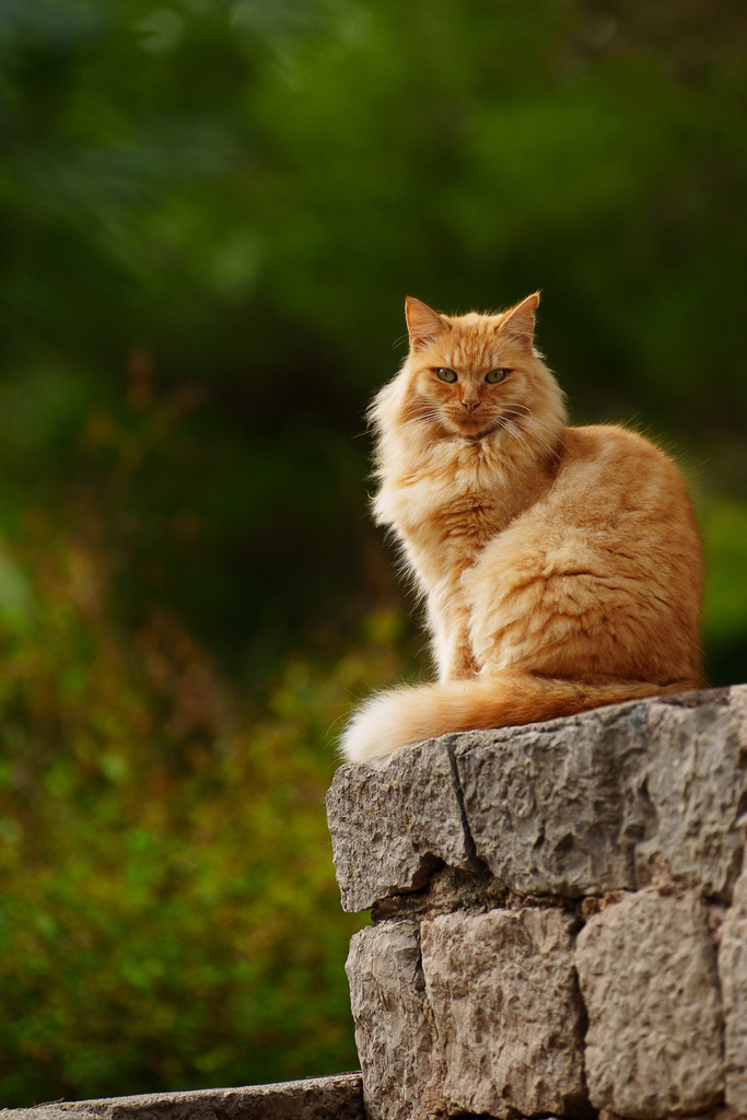 allesWIRTHgut Tierfotografie - 7IV08694 | Professionelle Tierfotografie in Mönchengladbach von Daniel Wirth (allesWIRTHgut). Liebevolle & natürliche Bilder von Hunden & Katzen für unvergessliche Erinnerungen.