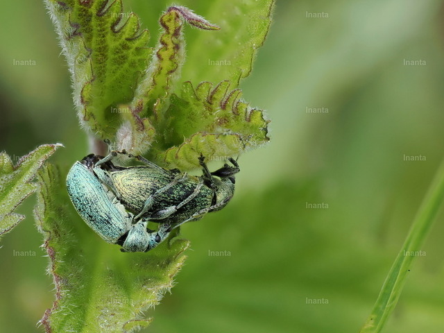 Grünrüssler(Phyllobius sp.) | Der Grünrüssler (Phyllobius spp.) ist ein kleiner, metallisch grün schillernder Rüsselkäfer mit feiner Beschuppung. Er gehört zur Familie der Rüsselkäfer und sitzt häufig auf Blättern und Blüten. –  – The Green Weevil (Phyllobius spp.) is a small metallic green leaf weevil with fine scales. It belongs to the weevil family and is commonly found on leaves and flowers. - Realisiert mit Pictrs.com