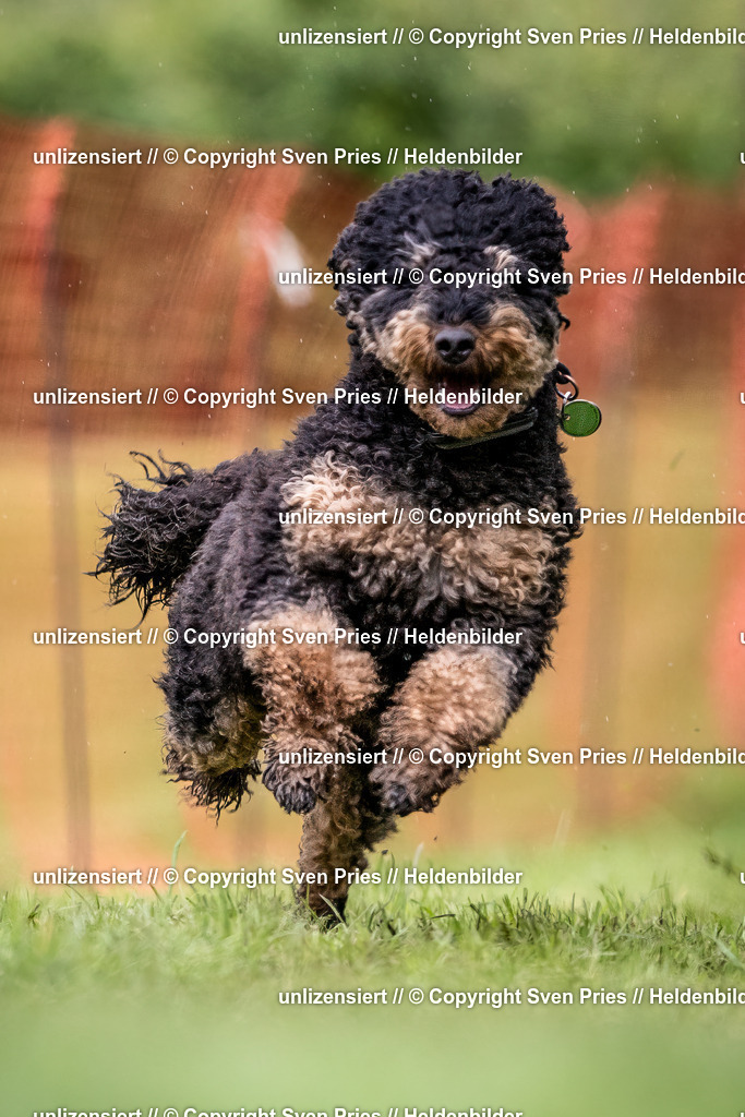 Sven Pries | 2024-04-21 - Hunderennen Baden-Oos
Foto: Sven Pries - Realisiert mit Pictrs.com