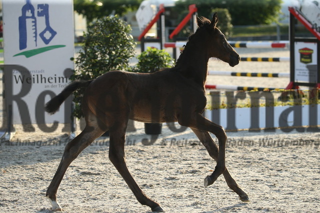 Fohlenprämierung_Weilheim_2022_KN_51 (1) | Alle Fotos der Reiterjournal Fotografin Doris Matthaes im Reiterjournal Online-Fotoshop. - Realisiert mit Pictrs.com