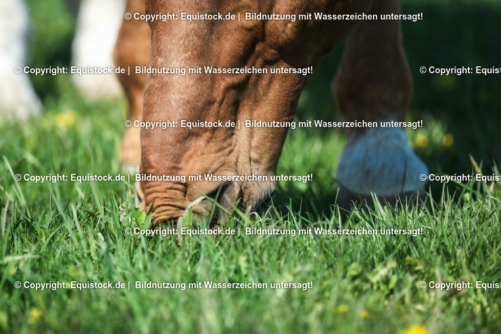 20210426_Pferd-auf-Koppel_0107 | equistock