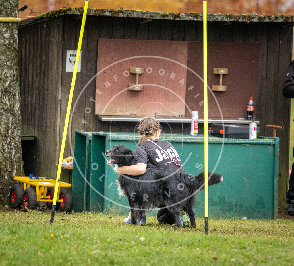 Pfotenfotografie_DV3A0655 | Hundefotografie, Tierfotograf, Pfotenfotografie, Fotoshooting Hund, Hunde Portrait, Hundesport, Hundeportraits, Heideshooting, Hunde, Sportfotograf, Hundefotograf, Turnierhundsport, THS,  - Realisiert mit Pictrs.com