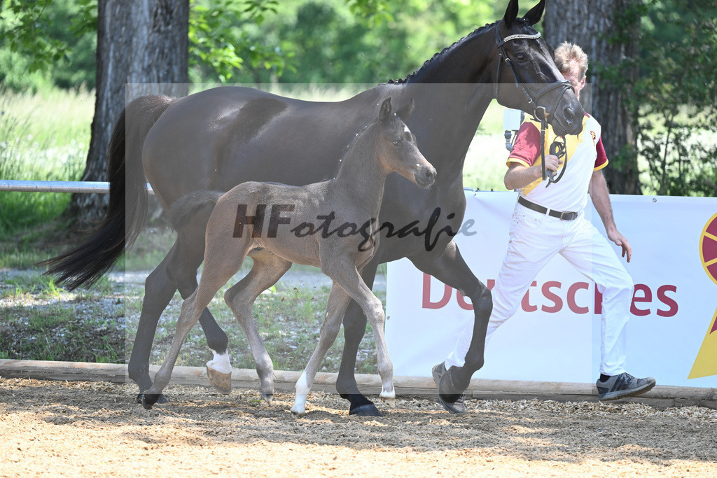 Kat-Nr. 17 HF Va Pensiero_Schindele_14230459 | hf-fotografie - Realisiert mit Pictrs.com