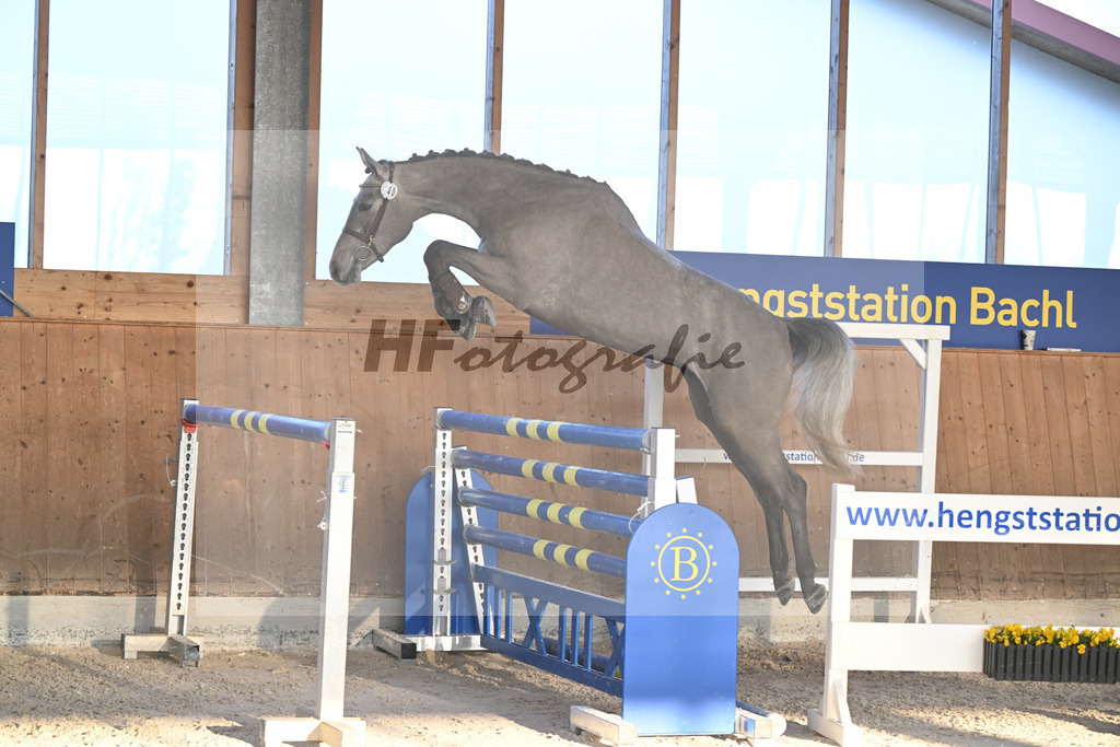 Kat-Nr. 40 Earendel PMZ v. Eldorado v d Zeshoek_Pobitzer_14262227 | hf-fotografie - Realizzato con Pictrs.com