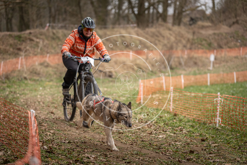 Pfotenfotografie_DV3A6935 | Hundefotografie, Tierfotograf, Pfotenfotografie, Fotoshooting Hund, Hunde Portrait, Hundesport, Hundeportraits, Heideshooting, Hunde, Sportfotograf, Hundefotograf, Turnierhundsport, THS,  - Realisiert mit Pictrs.com