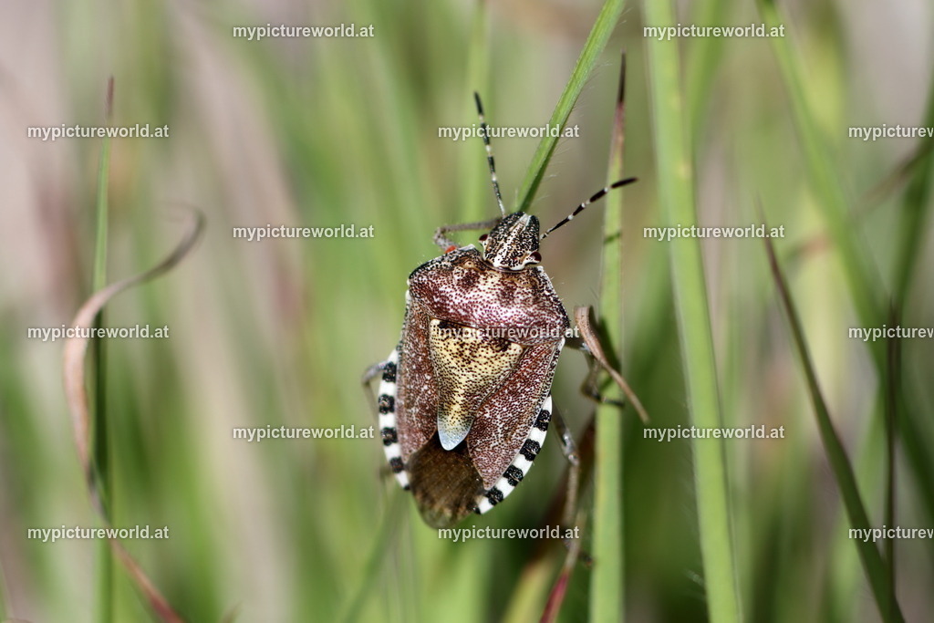 Dolycoris baccarum-013 | Das Bilderarchiv über Tiere, Planzen und Landschaften. In der Bilddatenbank finden Sie ein große Auswahl an hochwertigen Bilder für Ihre Werbung - Realized with Pictrs.com