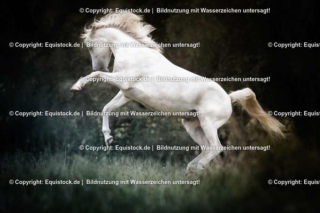 TS_20170817_Schimmel_Zirzensik_0002 | Foto: Thomas Hartig