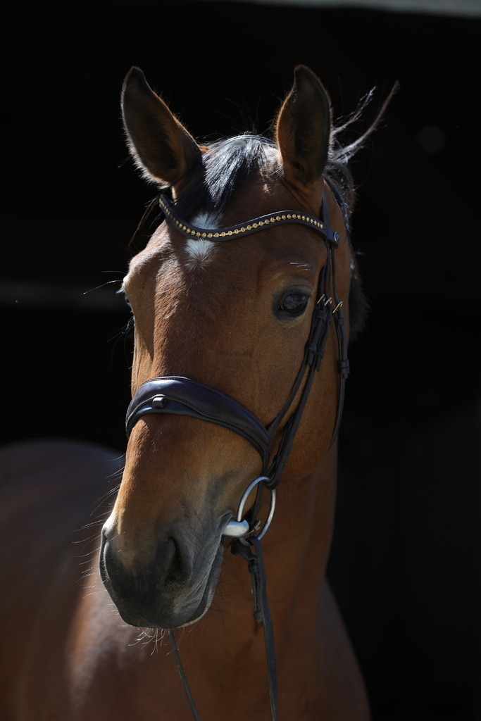 0P6A8912 | Willkommen bei Brunnmayr - Design & Fotografie – Ihrem Spezialisten für Reitturniere und Pferdeveranstaltungen in Oberösterreich, Salzburg und Bayern! Seit über 17 Jahren sind wir leidenschaftlich dabei.