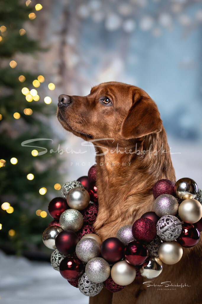 Weihnachtsshooting mit Sam | People- und Tierfotografie, Imageaufnahmen, Veranstaltungsfotografie und Wandbilder aus der Natur ★ Made in Germany ✔️ Druck + Downloads ✔️ Naturfotografie in Top Qualität ★ schneller Versand, weltweite Lieferung! - Realisiert mit Pictrs.com