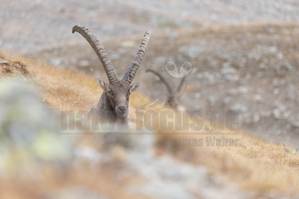 R5M28007_20250923 | Das Bild zeigt einen Alpensteinbock (Capra ibex) in einer natürlichen Umgebung. Der Steinbock blickt direkt in die Kamera, während ein weiterer Steinbock im Hintergrund zu sehen ist. Die Tiere scheinen in einer ruhigen Interaktion miteinander zu stehen. - Realisiert mit Pictrs.com