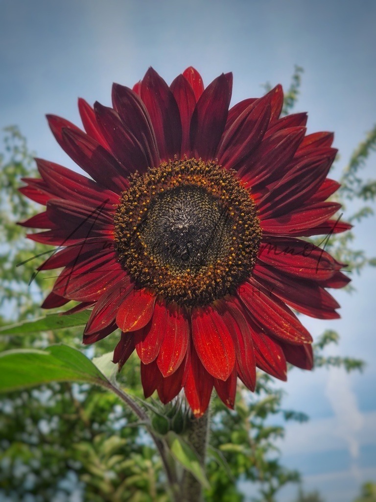 Rote Sonnenblume | eine schöne rote Sonnenblume in meinem Garten; gewollt oder nur Laune der Natur...? - Realisiert mit Pictrs.com