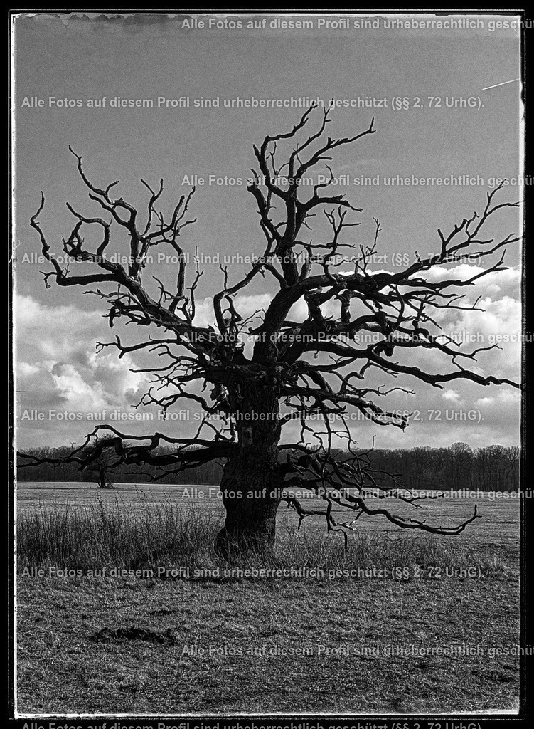 PXL_20250301_132527178 (1) (1) | krollfotografie - Realized with Pictrs.com