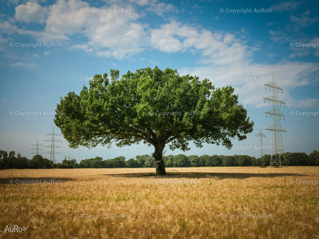 Baum auf Getreidefeld 2 | AuRo® Services - Realisiert mit Pictrs.com
