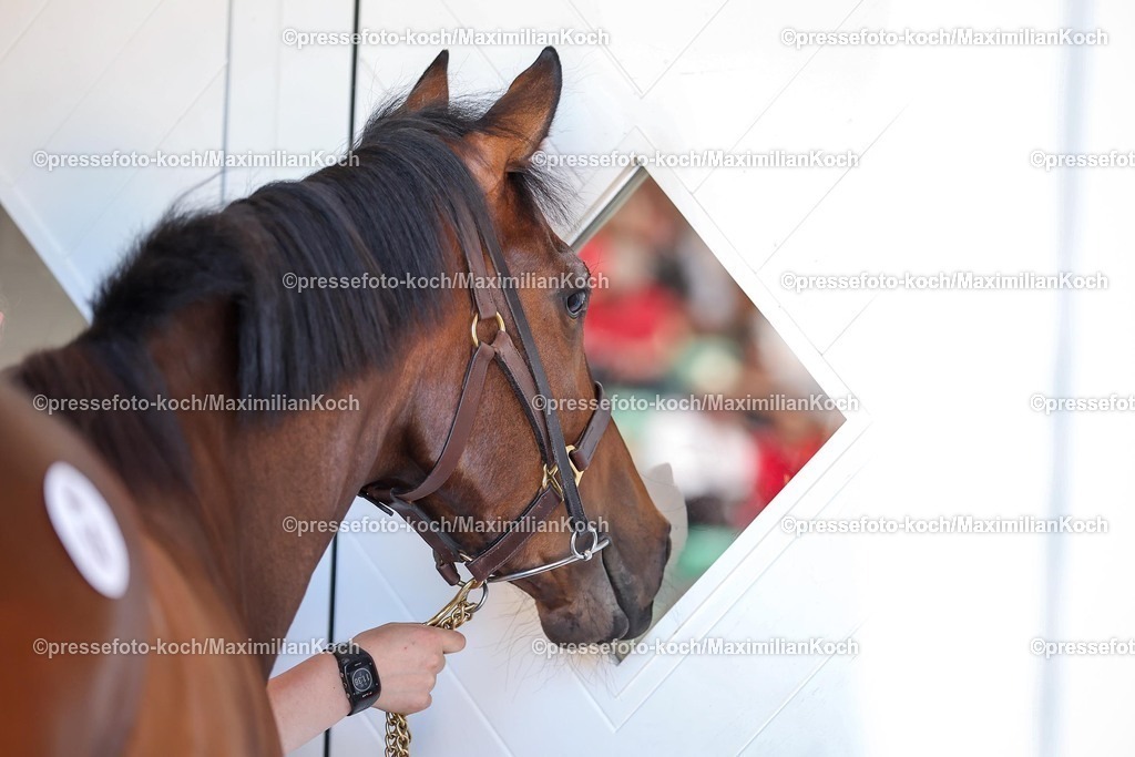 BBAG30052594022 | N.N. a.d. Bella Ophelia (Kat. Nr. 16) blickt in die Auktionshalle bei der Frühjahrsauktion am 30.05.2025 BBAG in Iffezheim. Copyright by Marc Ruehl - Veroeffentlichung nur gegen Honorar (zzgl.MwSt), Namensnennung und Beleg, Bank Routing Number: BIC GENODED1PAF, Bank Account Number: IBAN DE04 3706 2600 1201 6180 17, Steuer-Nr.: 203/5266/0306, Ust_Id_Nr.: De 122081417, Zur Gaulshuette 29, 50181 Bedburg, Phone: +49-(0)2272-83351, www.marcruehl.com, info@marcruehl.com, No Model Release, Abtretung von Persoenlichkeitsrechten der abgebildeten Person/Personen liegen nicht vor. Speichern in Bilddatenbanken oder Vervielfaeltigung ist ohne schriftliche Genehmigung nicht gestattet.