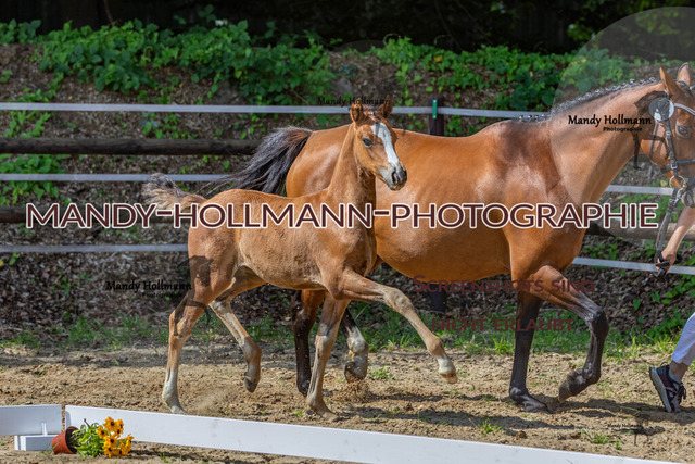 IMG_6588 | mandyhollmannphotographie