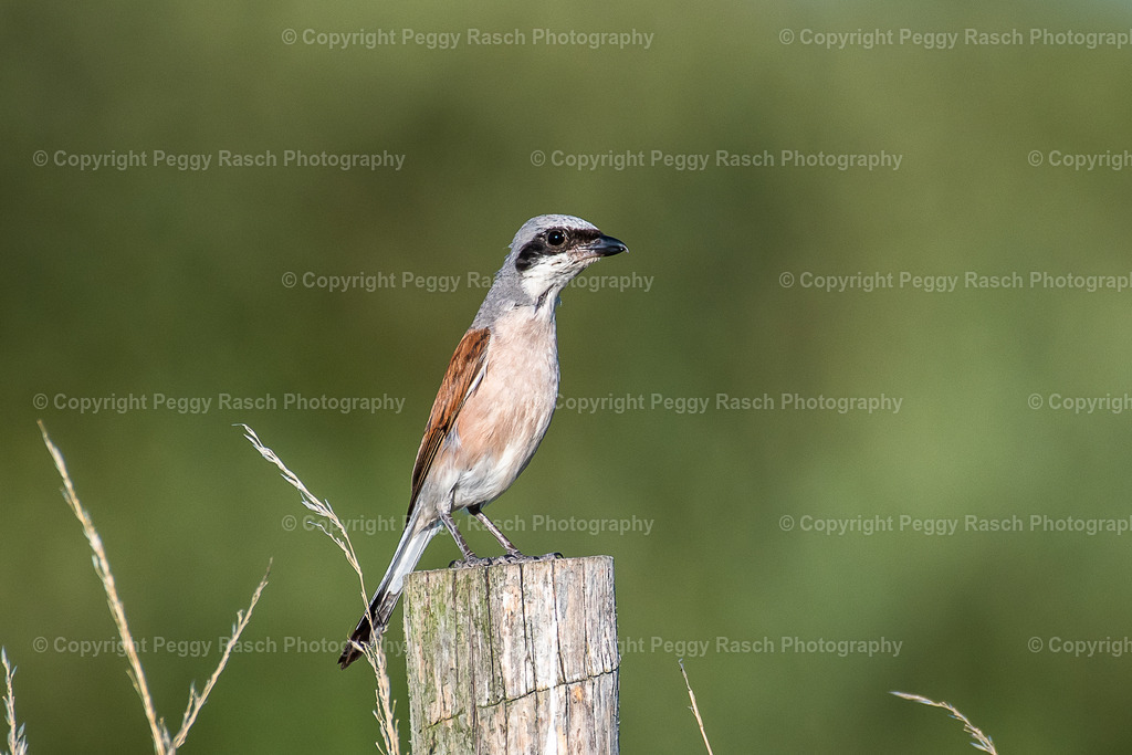 Neuntöter1 | Neuntöter - Realisiert mit Pictrs.com
