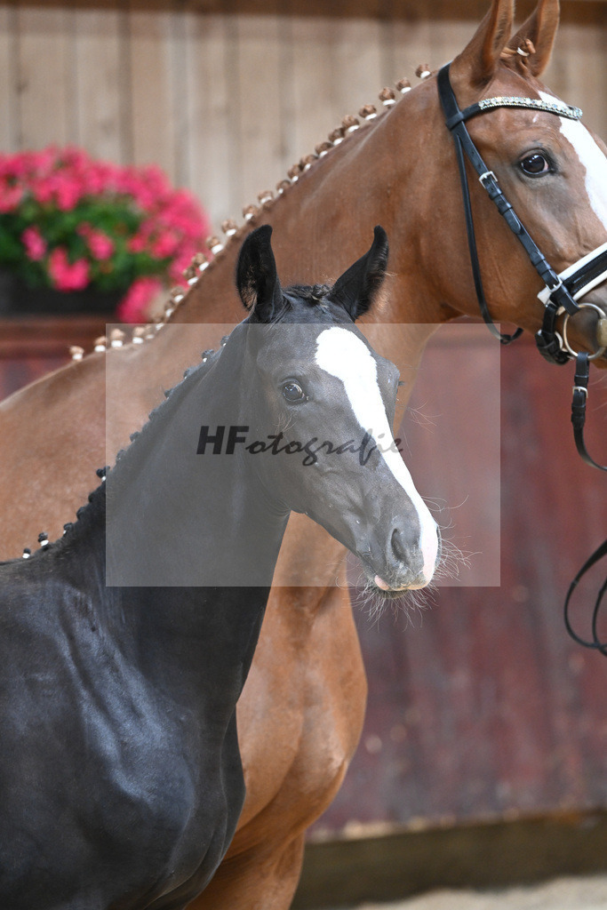 Kat-Nr. 10 HF Jameson RS2_Gestuet Greim_26230160 | hf-fotografie - Realisiert mit Pictrs.com