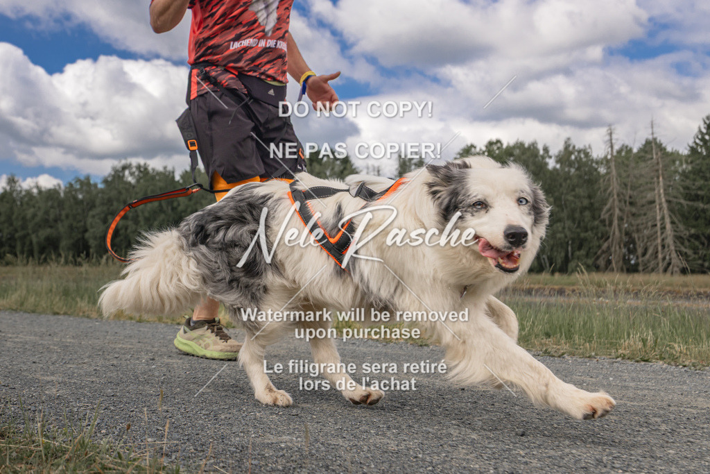 nelerasche_BuHu2026_SaCC1100-1200_62 | nelerasche