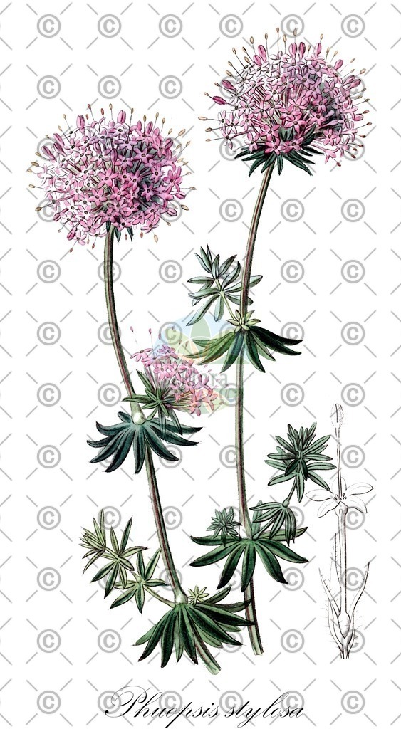 HistAbb_wfo-0000729296_2_ENZY_Simple | Historische Abbildung von Phuopsis stylosa - Rubiaceae (Baldriangesicht;Kaukasisches Kreuzblatt;Langgriffliger Rosenwaldmeister;Kreuzblümchen) | Historical Illustration of Phuopsis stylosa - Rubiaceae