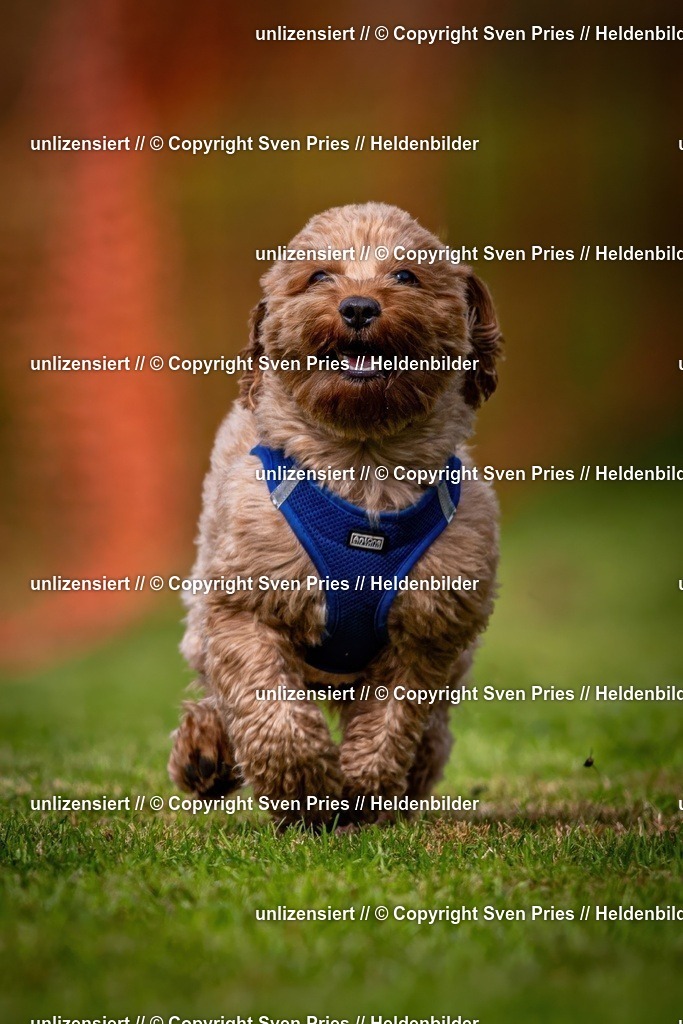 Sven Pries | 2024-09-22 - Hunderennen Baden-BadenPudelverein - Realisiert mit Pictrs.com