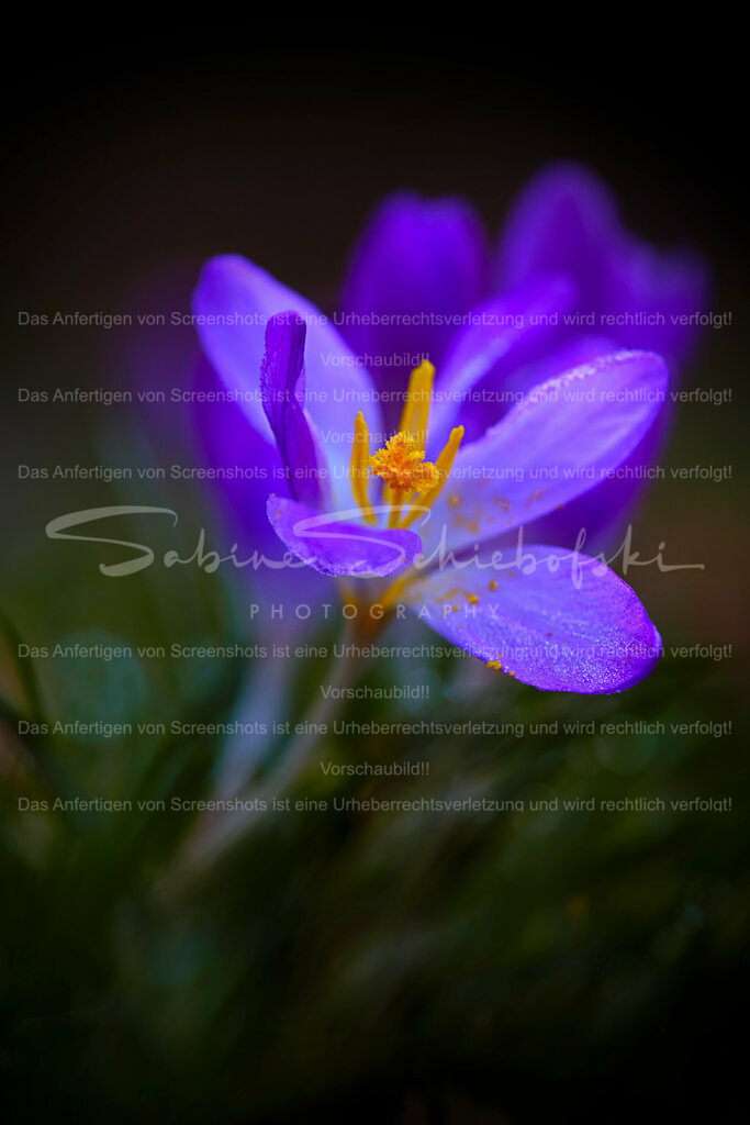 Wandbild Krokus Details | FRühlingszeit ist Krokus Zeit - Realisiert mit Pictrs.com