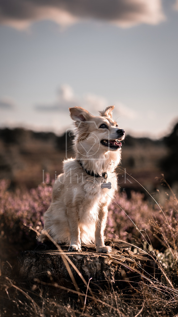 _7M35234-2 | <licht-blick-fotografie><shooting><portraitshooting><tiershooting><landschaftsbilder><shootingbuchen><buchen><fotografbremen> <fotograf niedersachsen><fotografin Bremen und niedersachsen><carshooting><automobilfotografie><auto> - Realisiert mit Pictrs.com