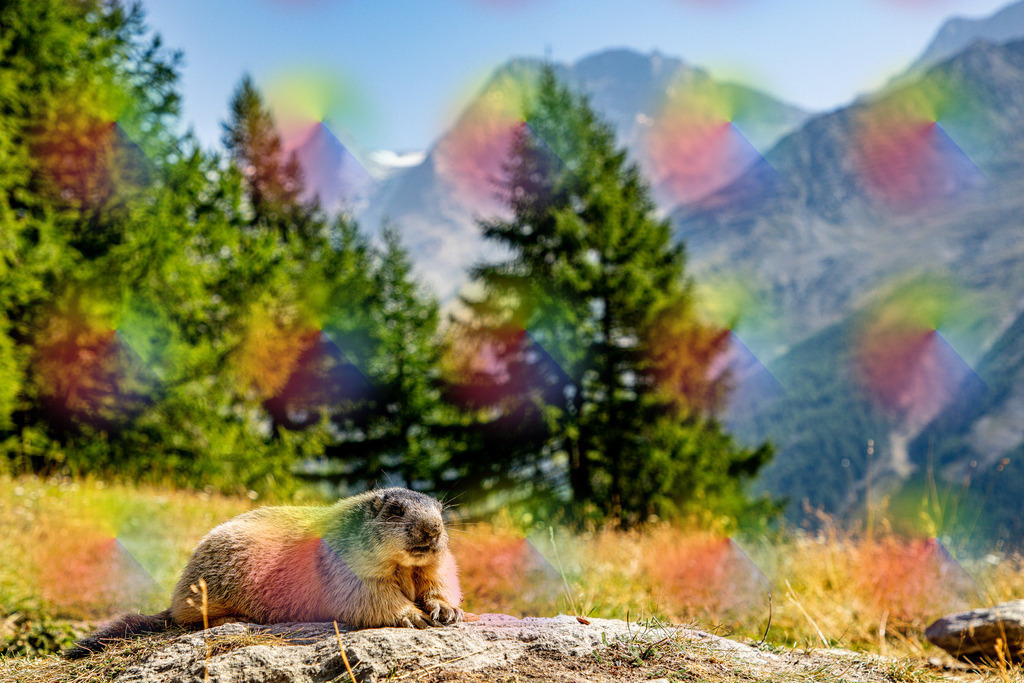 Murmel 2 | FineArtPrint, Hahnemühle, FeeGalerie, Fee Galerie, Fotokunst, Fotografie, Canonphotography, Bergfoto, Matterhorn, Rimpfischhorn, Allalinhorn, Saas-Fee, Wallis, Valais, Switzerland, Bergfotografie